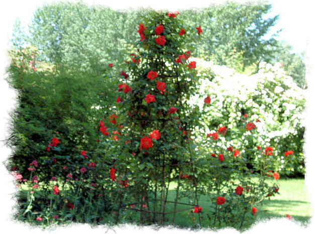 rose gdn 1 rose gdn 1